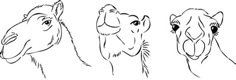 Camel Face Drawing at PaintingValley.com | Explore collection of Camel ...