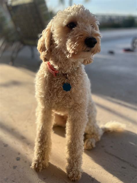A Portrait of Goldendoodles; Oregon (2025) — High Desert Goldendoodles & Bernedoodles