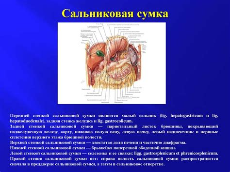 Важные анатомо-топографические структуры – треугольники, ямки, каналы ...