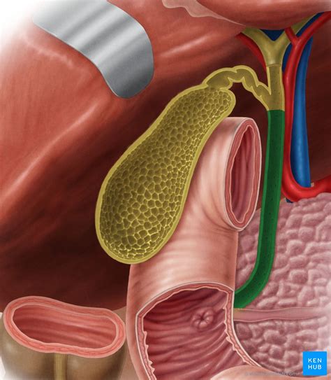 Anatomia Da Vesícula Biliar - 10