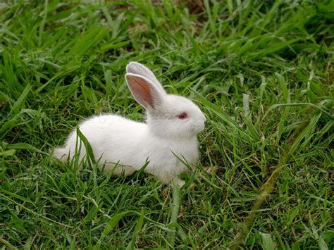 White Dwarf Rabbit Red Eyes