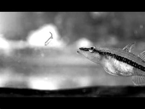 Butis butis (Crazy fish) - YouTube