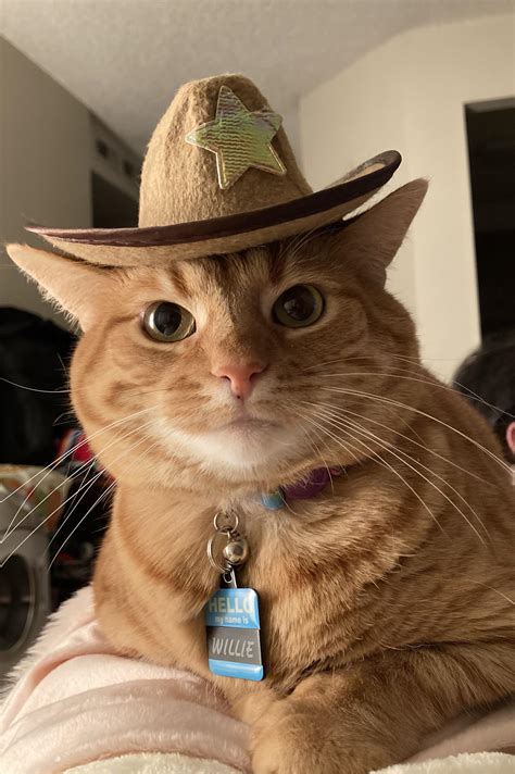 License and registration right meow, please. : r/cats