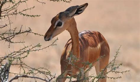 Gerenuk | The Animal Facts