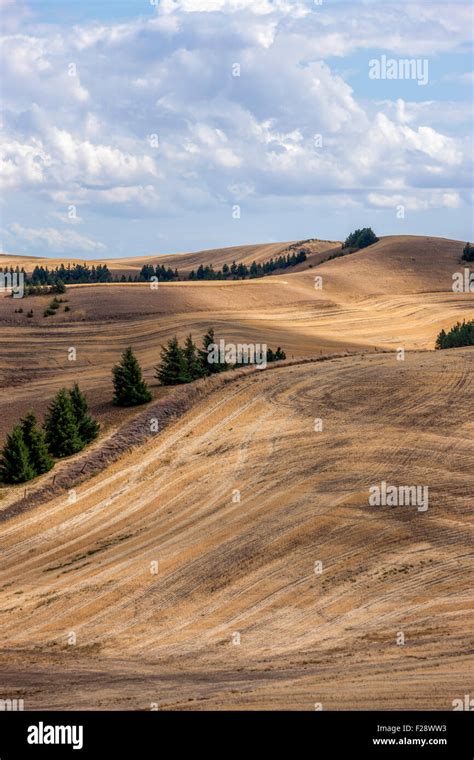 rolling hills  trees stock photo alamy