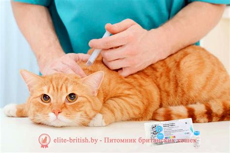 Прививки для кошек и котят: какие делают, когда, в каком возрасте ...