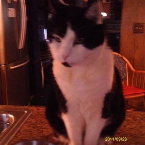 seresto flea tick collar cats 5