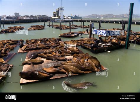 Sea lions at Pier 39, Fisherman's Wharf, San Francisco Bay, California ...