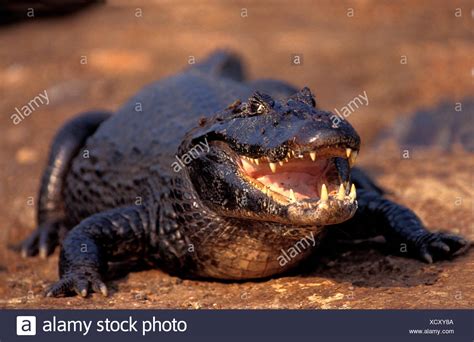 Caiman Latirostris High Resolution Stock Photography and Images - Alamy