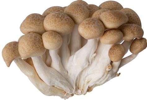 shimeji mushroom chinese   chelsea elyard blog