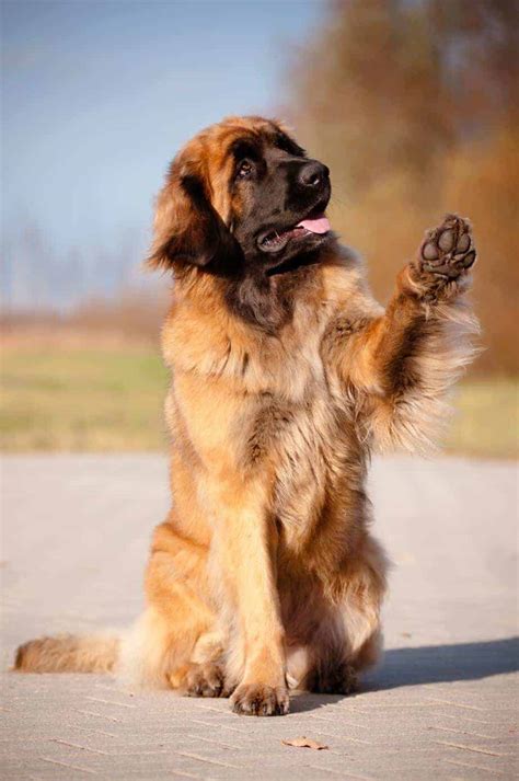 How Much Is A Leonberger
