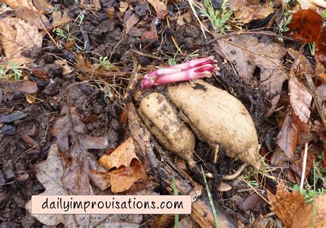 how to store dahlias in winter 5