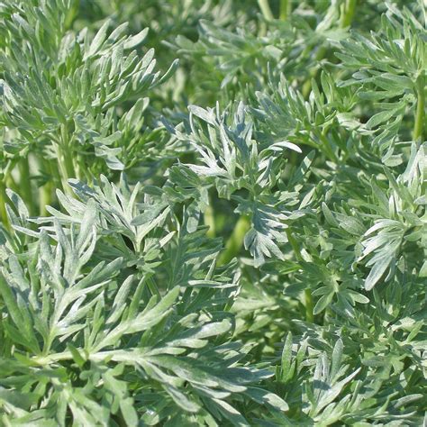 Growing and Caring for Artemisia