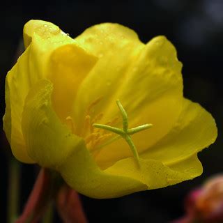 yellow flower gelbe blute carmen eisbar flickr