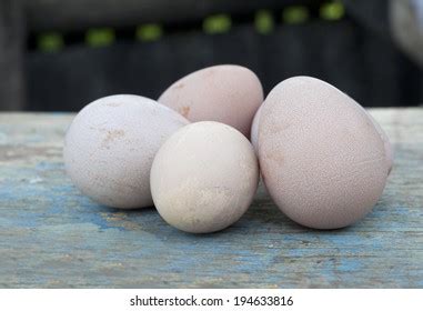 Guinea Fowl Eggs Stock Photo (Edit Now) 194633816