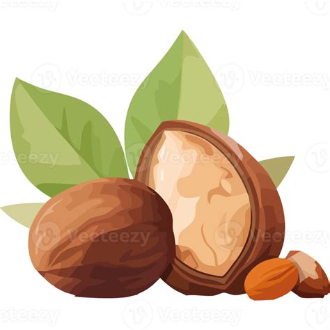 nut clipart    png