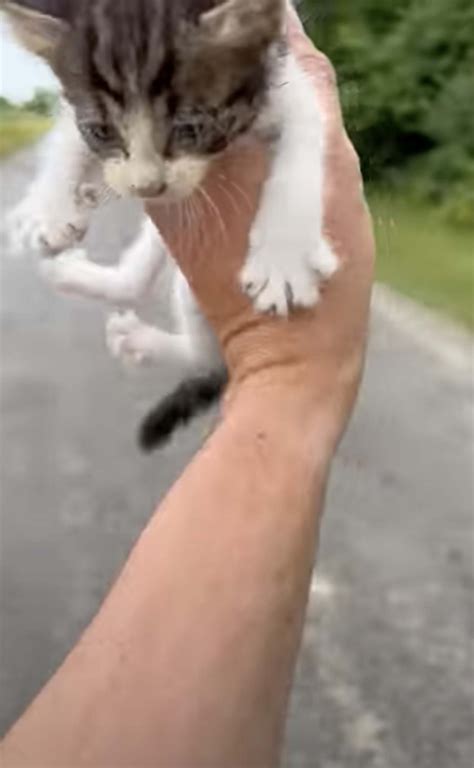 Man saves kitten on road — then gets ambushed by rest of litter | New