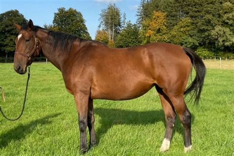 ambling ire bbag sales