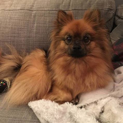 Mini - German Spitz | Pupvote world’s biggest pet contest