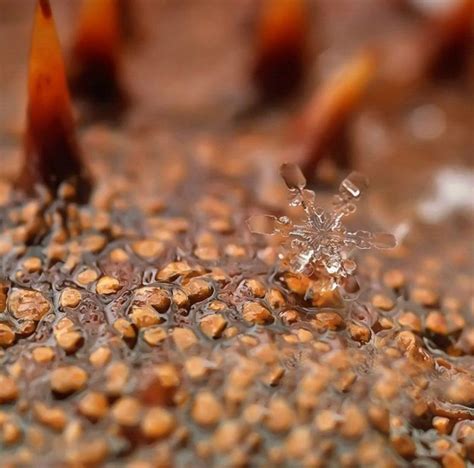 Фотографии снежинок от Андрея Осокина » BigPicture.ru