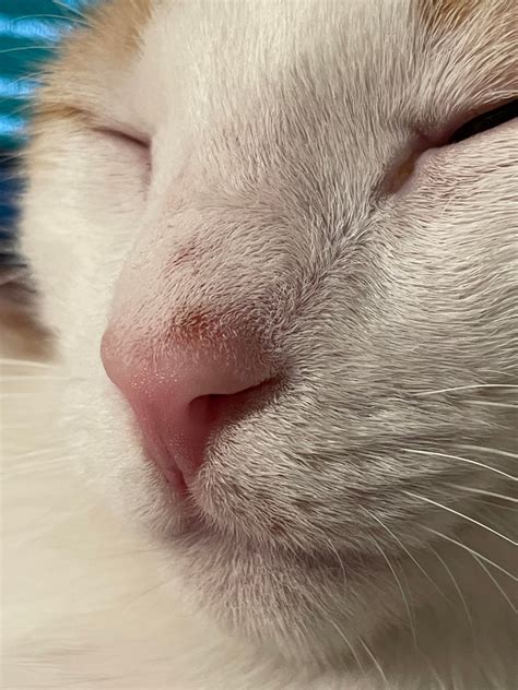 Possible signs of early ringworm? : r/Pets
