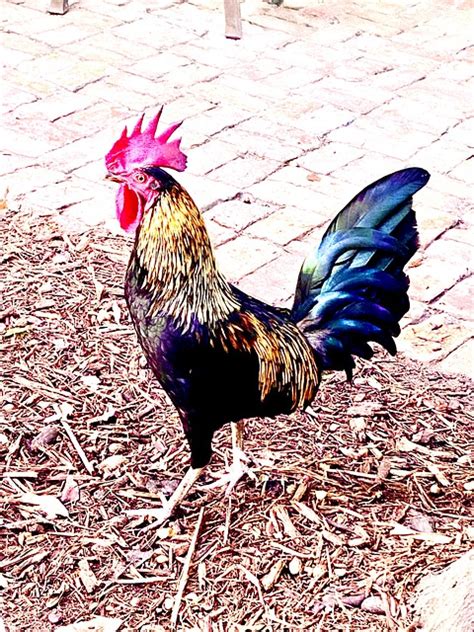 Rooster Chicken - Free photo on Pixabay - Pixabay