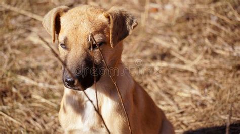 Stray Puppy in Nature , Pet Concept Stock Image - Image of brown, cheerful: 269665689