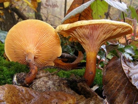 Мицелий Лисички ложной (Говорушки оранжевой), Hygrophoropsis aurantiaca ...
