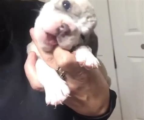 Meet the Tiny Puppy Who Will Steal Your Heart with Her Brave Struggles ...