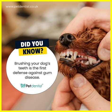 how much does it cost to pull a dogs tooth