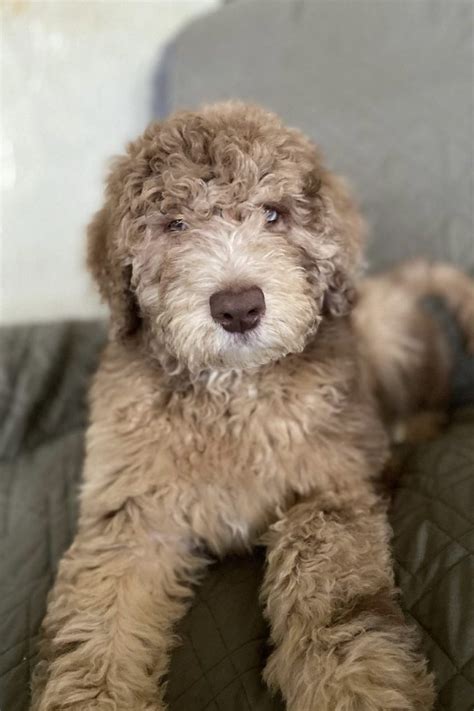 Australian Shepherd Poodle Mix (Ultimate Aussiedoodle Guide)