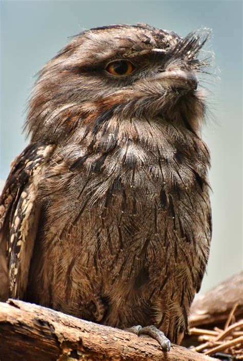 tawny frogmouth podargus strigoides stock photo image  animal