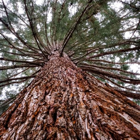 red cedar  living sanctuary