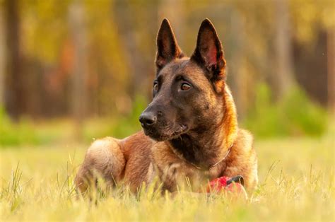 This belgian malinois size surprise left the owners in shock 20