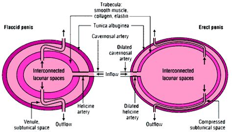 diabetes india physiology  penile erection