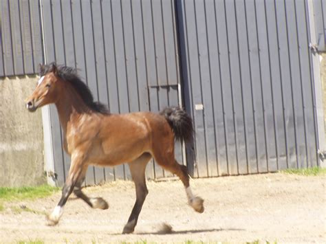 coed newydd sensation coed newydd stud