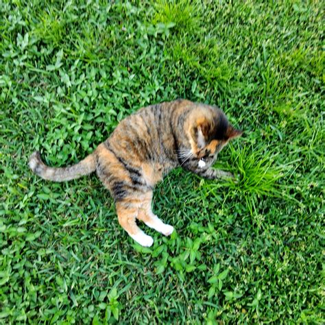 Jackie Carter-Taylor