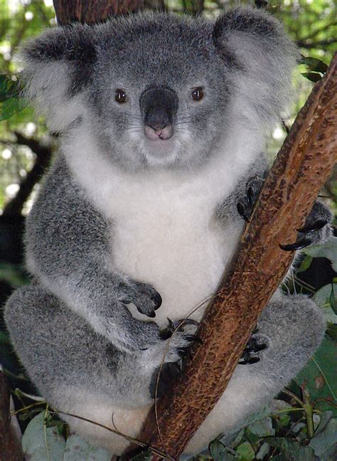 koala eto cto takoe koala