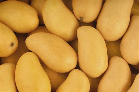jenis buah mangga lokal  mancanegara manis  unik