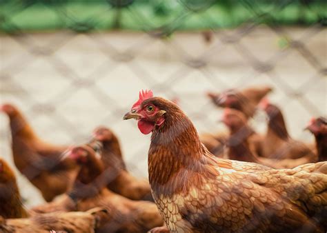 3,000+ Best Chicken Photos100% Free DownloadPexels Stock Photos