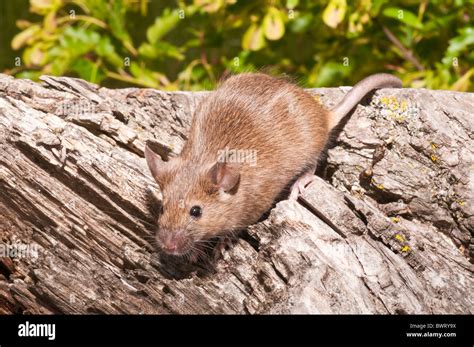 Agouti Mouse
