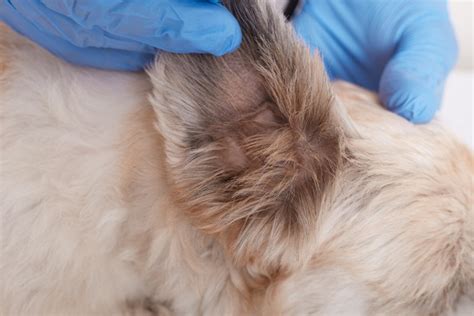 Agua No Ouvido Do Cachorro - Como tirar água do ouvido do cachorro? - Blog da Cobasi