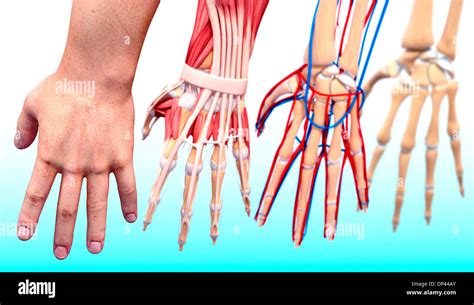 Hand anatomy artwork tendon hi-res stock photography and images - Alamy