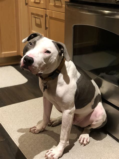 This big ol meatball head 💜 : pitbulls