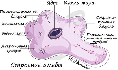 Подцарство простейшие, подготовка к ЕГЭ по биологии