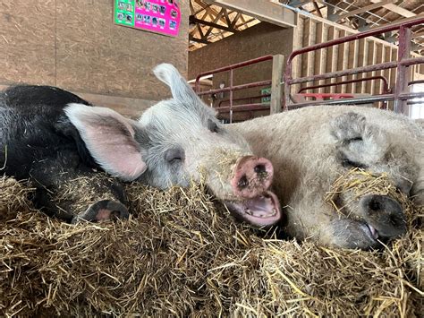 Learn About Pigs | Barn Sanctuary