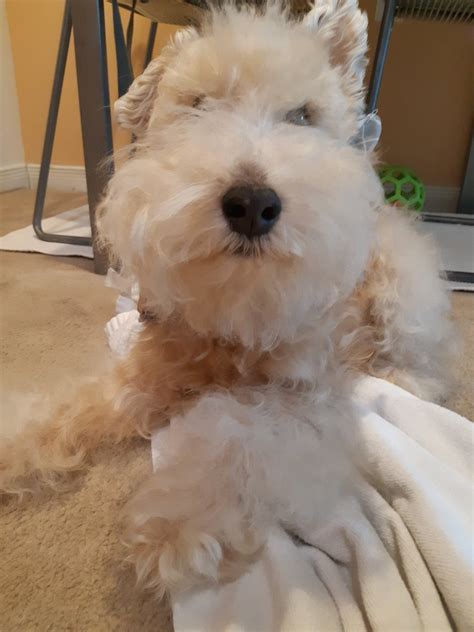 Dark Horse Rising on Twitter: "RT @Archer_Im_a_Dog: I'm Archer. Hoomum ...