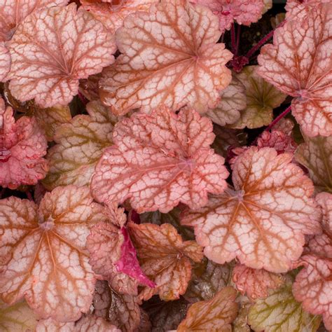 Heuchera Coral Berry – 247plants