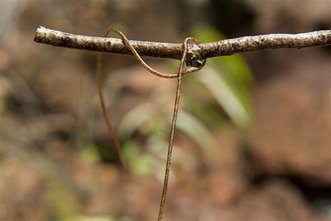 terrifying gene stealing parasitic worm controls mind  victims
