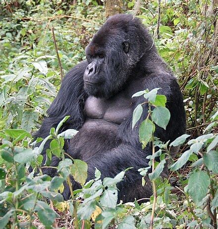 Mountain gorilla - Wikipedia